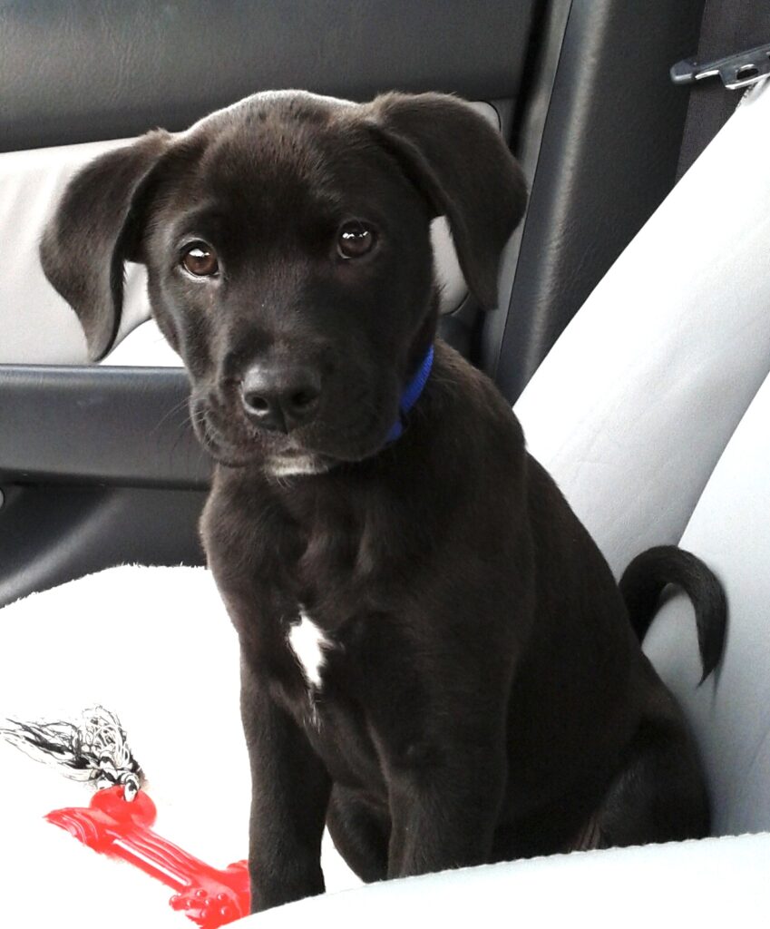 Cooper